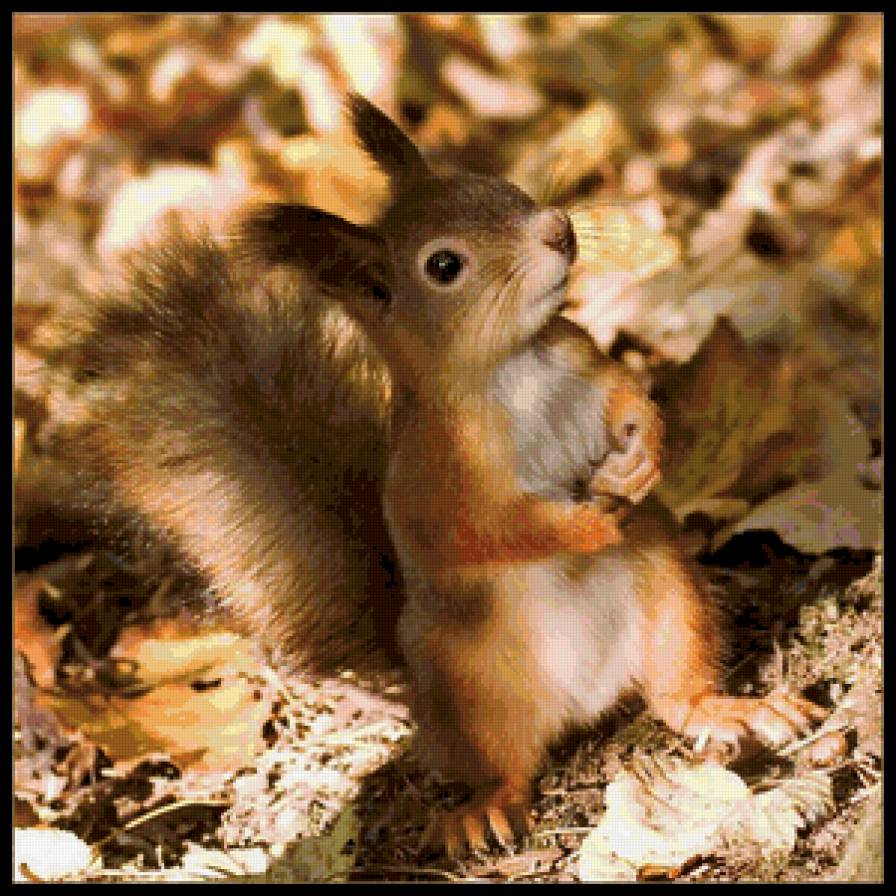 белка - белки, в парке - предпросмотр