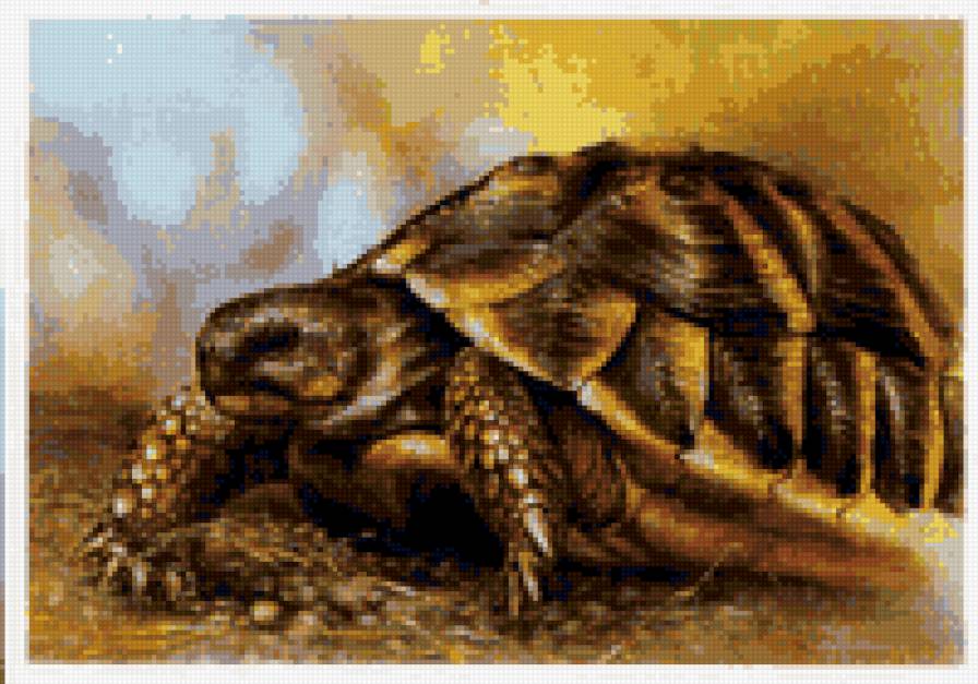 черепашка - животные, черепаха - предпросмотр