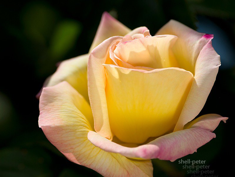 роза - на черном, роза, розы, цветок, цветы - оригинал