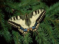 Бабочка - бабочка, природа - оригинал