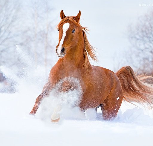 Огонь на снегу - конь, животные природа - оригинал