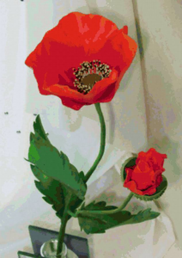 мак - цветы - предпросмотр