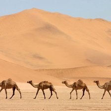 Схема вышивки «верблюды»