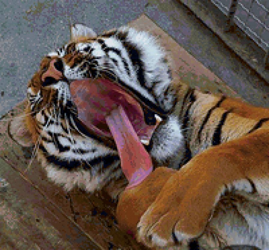 тигр зевает - тигр - предпросмотр