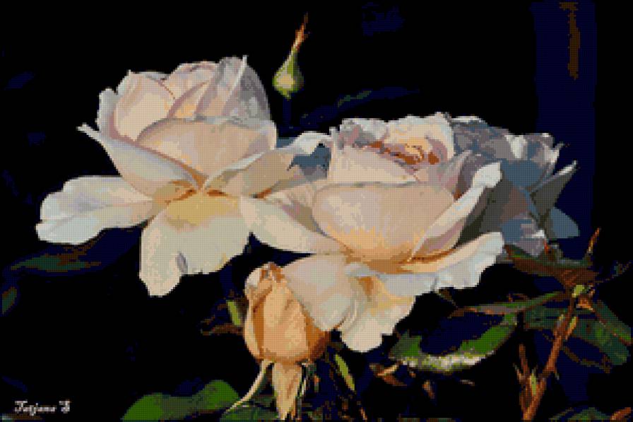 розы - розы, цветы - предпросмотр