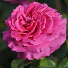 Схема вышивки «роза»