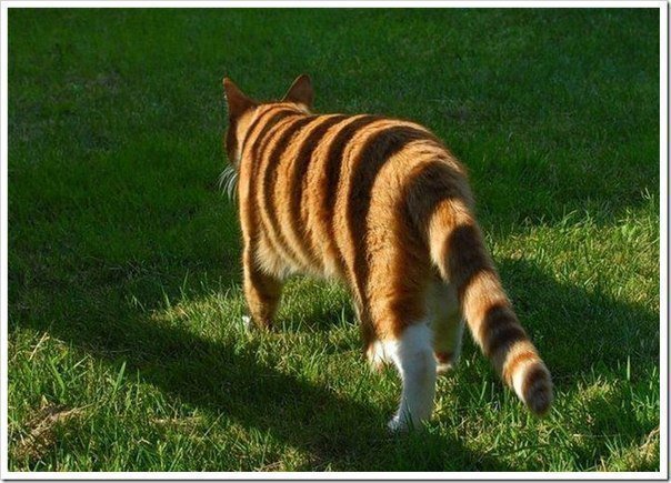 котик - кот - оригинал