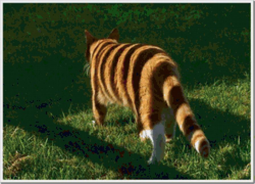 котик - кот - предпросмотр