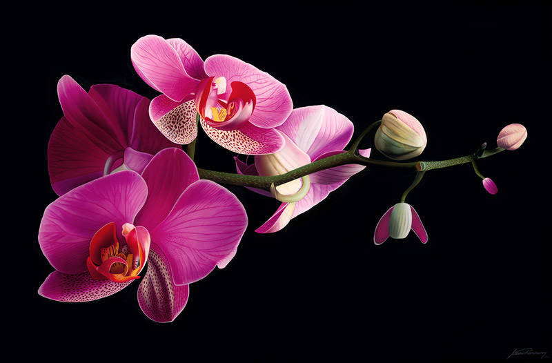 цветы - картина - оригинал