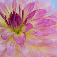 Схема вышивки «нежность»