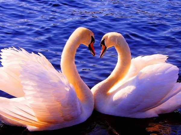 лебеди - птицы - оригинал