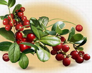 Вишня - фрукты, живопись - оригинал