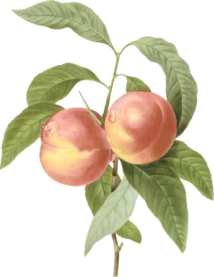 №57846 - фрукты - оригинал