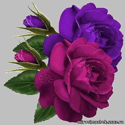 розы - цветы, розы - оригинал