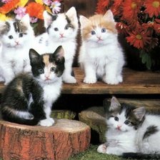 Схема вышивки «котята»