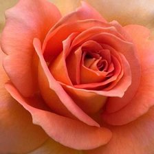 Схема вышивки «roza»