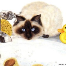 Схема вышивки «котя»