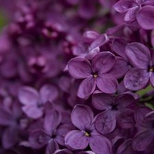 Схема вышивки «сирень»