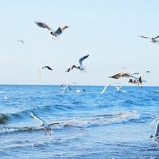 Схема вышивки «Чайки»