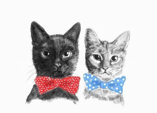 Кошечки - животные, кошки - оригинал