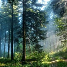 Схема вышивки «Хвойный лес»