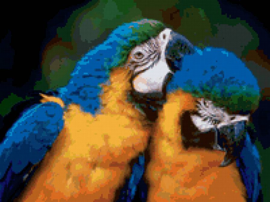 1111111 - животное, двое, попугай, птица - предпросмотр