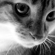 Схема вышивки «котя»