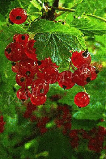 смородина - оригинал