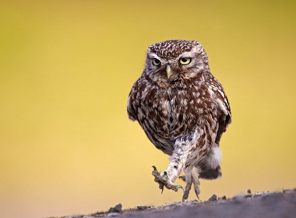 Сова - животные, птицы, природа - оригинал