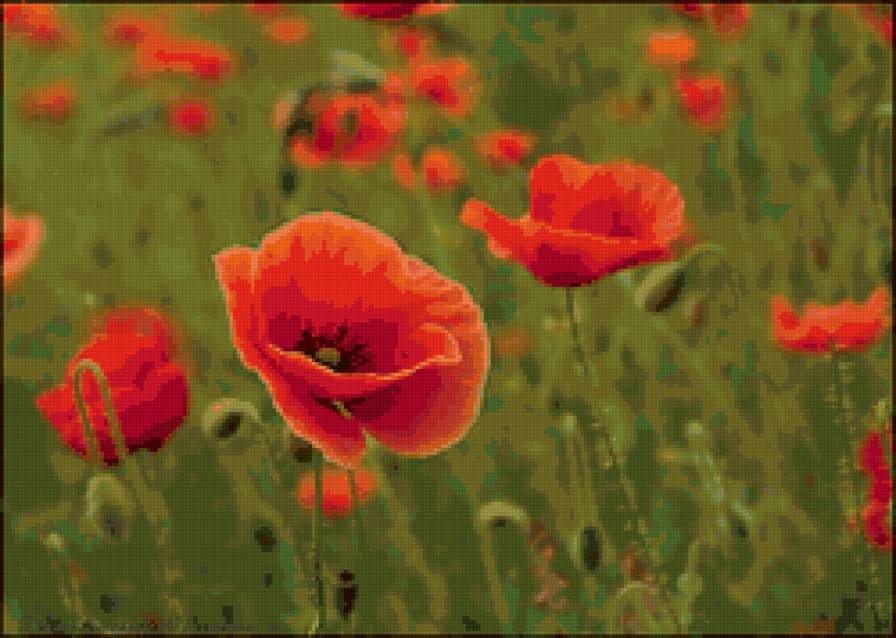 Маковое поле - цветы - предпросмотр