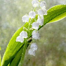 Схема вышивки «ландыши»