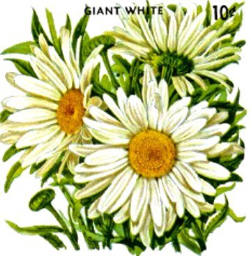 Подушка "Ромашки" - ромашки, полевые цветы, подушка, ромашка, цветы - оригинал