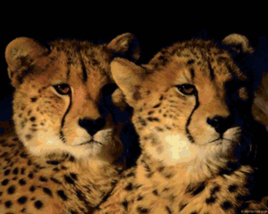 дикие коты 2 - фауна, кошки, дикая природа - предпросмотр