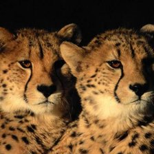 Схема вышивки «дикие коты 2»