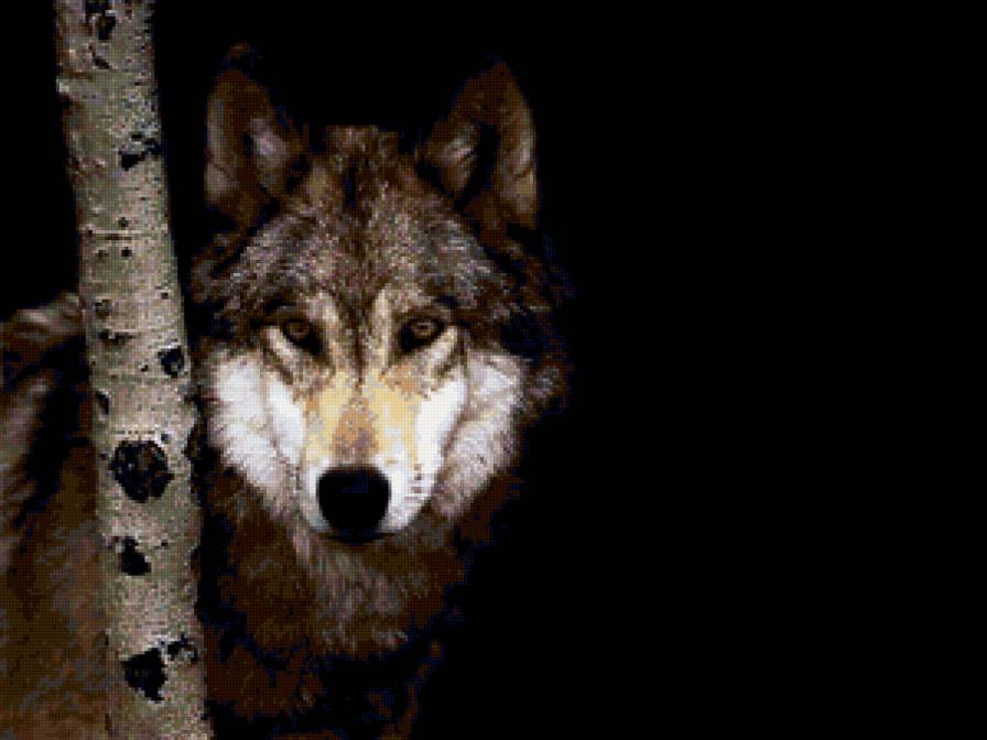 волк - фауна, волки, дикая природа - предпросмотр