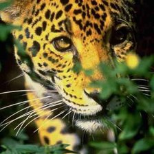 Схема вышивки «охота 2»