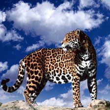 Схема вышивки «дикие коты»