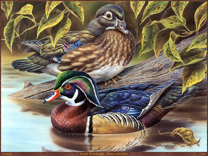 уточки - утки, картина, птицы - оригинал