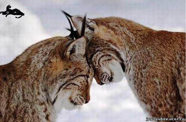 13513 - зима, двое, животные - оригинал