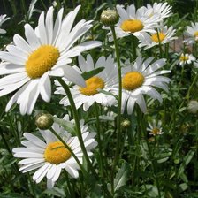 Схема вышивки «ромашки на поле»