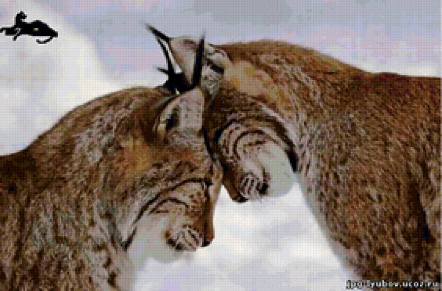 №59245 - кошки, животные - предпросмотр