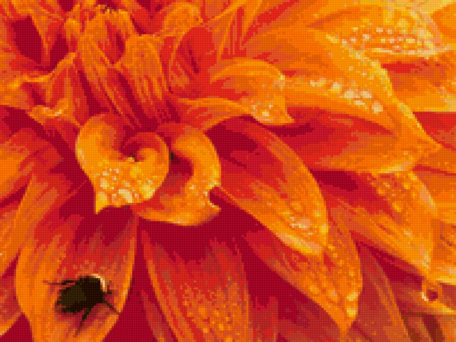 георгин - оранжевое, цветы, лето - предпросмотр