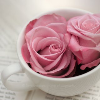 rozy v cashke - roza, dmc, cashka - оригинал