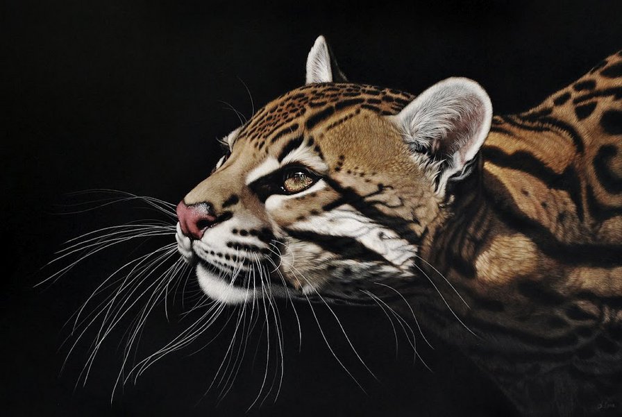 животные - кошки, хищники, картина - оригинал