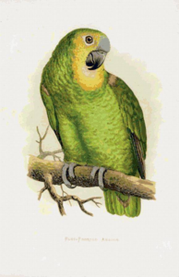 попугайчик - птицы, попугай, картина, попугаи, попугайчики - предпросмотр