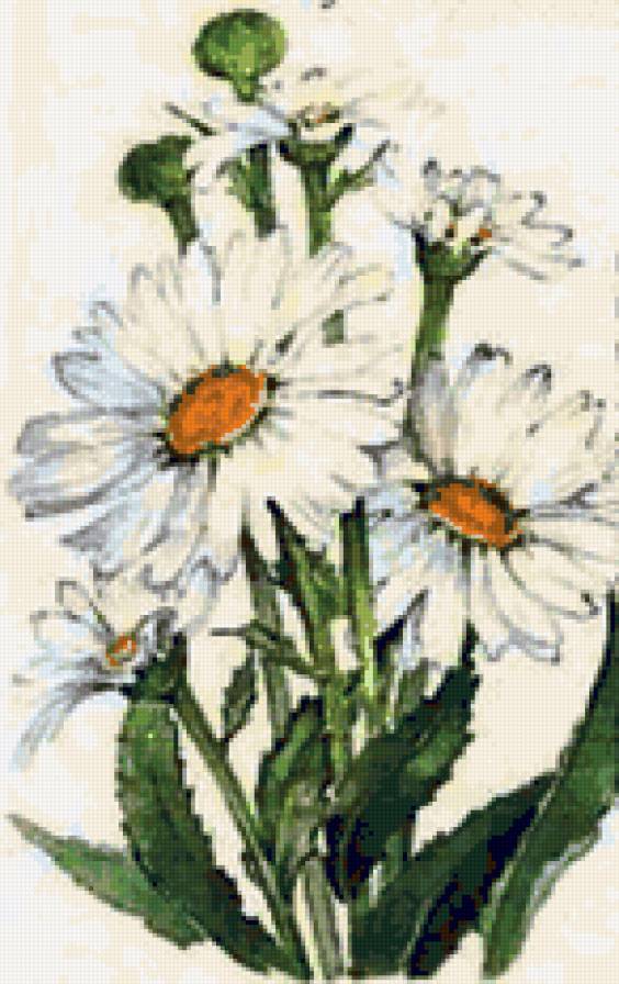 ромашки - ромашки, букет, цветы, ромашка - предпросмотр