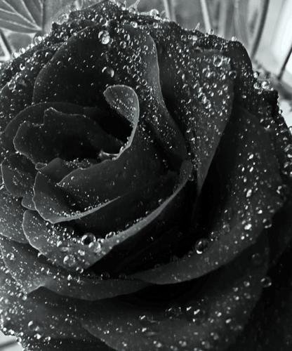 Чёрная роза - красота, роза - оригинал