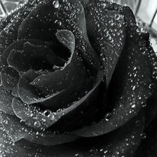 Чёрная роза