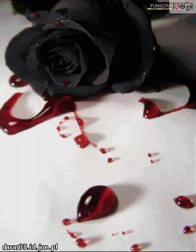 Роза и капли крови - роза - оригинал