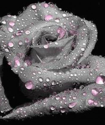 Чёрная роза2 - роза, красота - оригинал